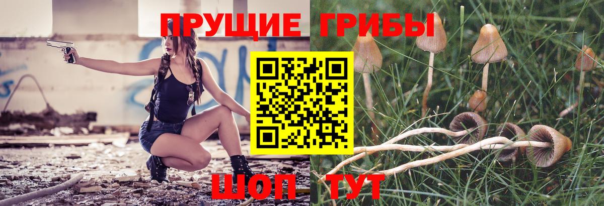 Галлюциногенные грибы Psilocybe Менделеевск